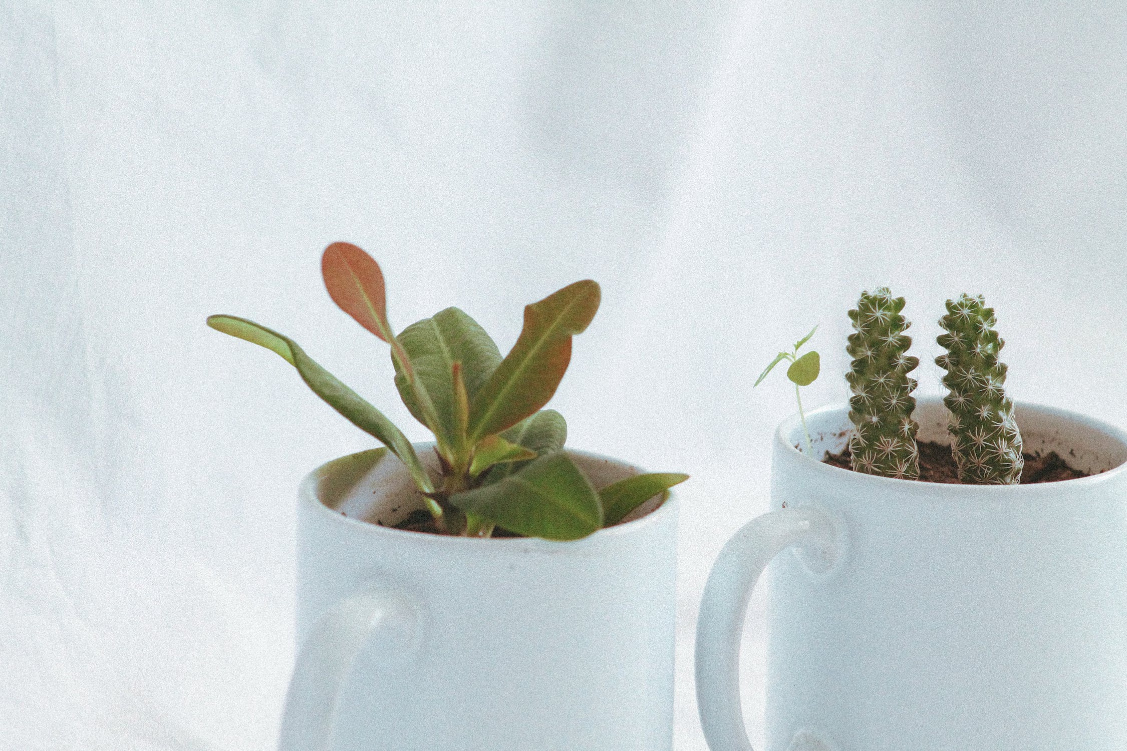 Crafting Your Cactus Soil Recipe: Key Ingredients for Success