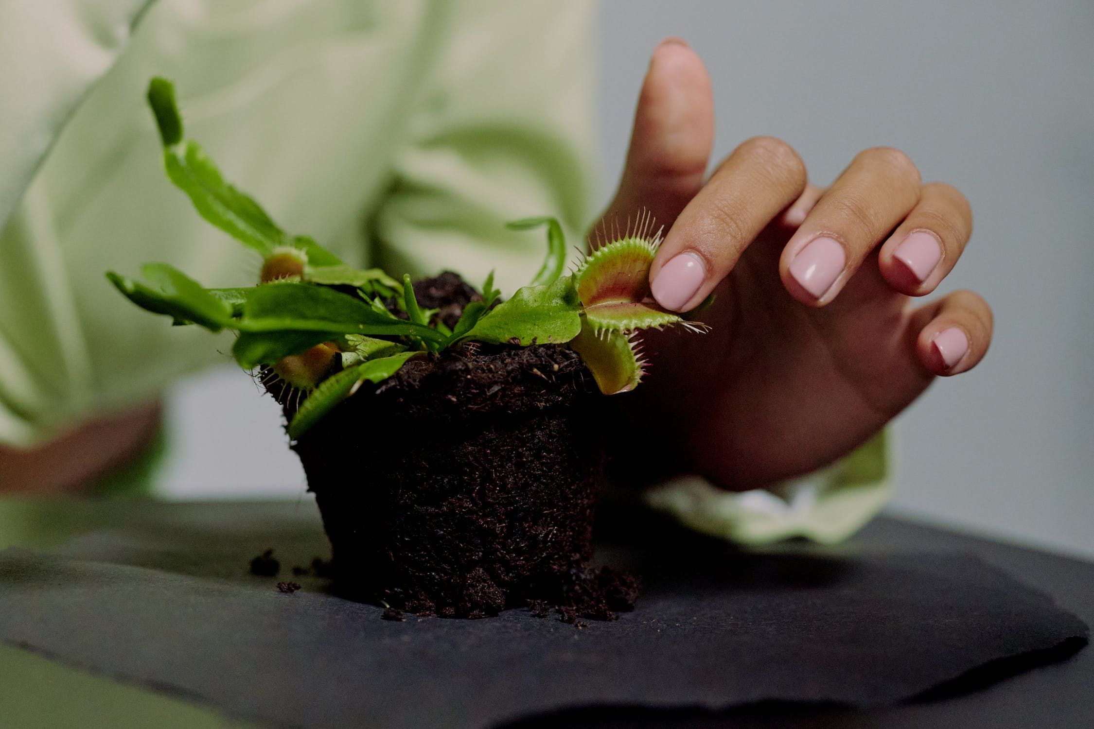 Selecting the Perfect Potting Mix: Navigating the Right Potting Medium for Your Venus Flytrap