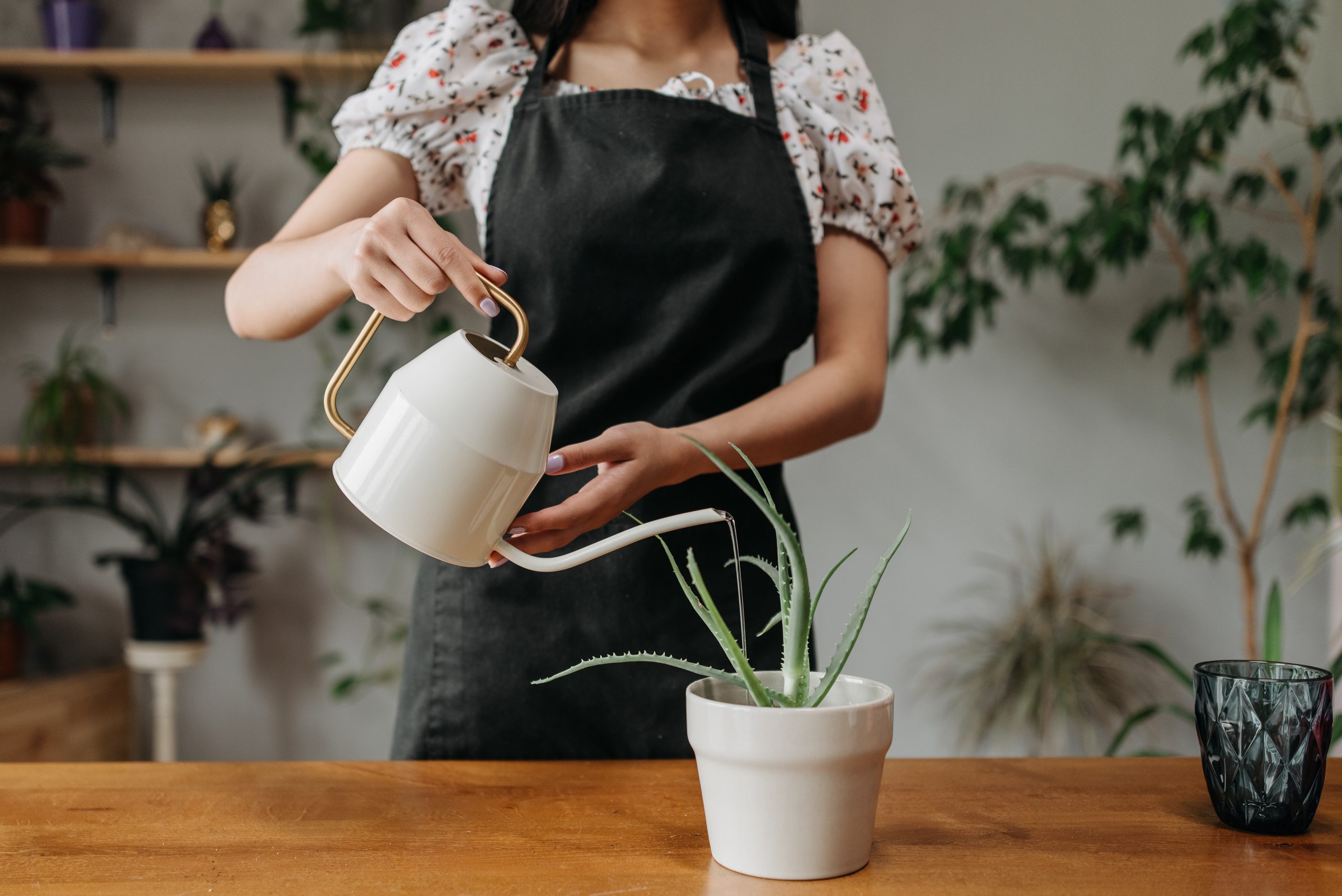 Interior Design Strategies for a Gnat-Free, Comfortable Living Space