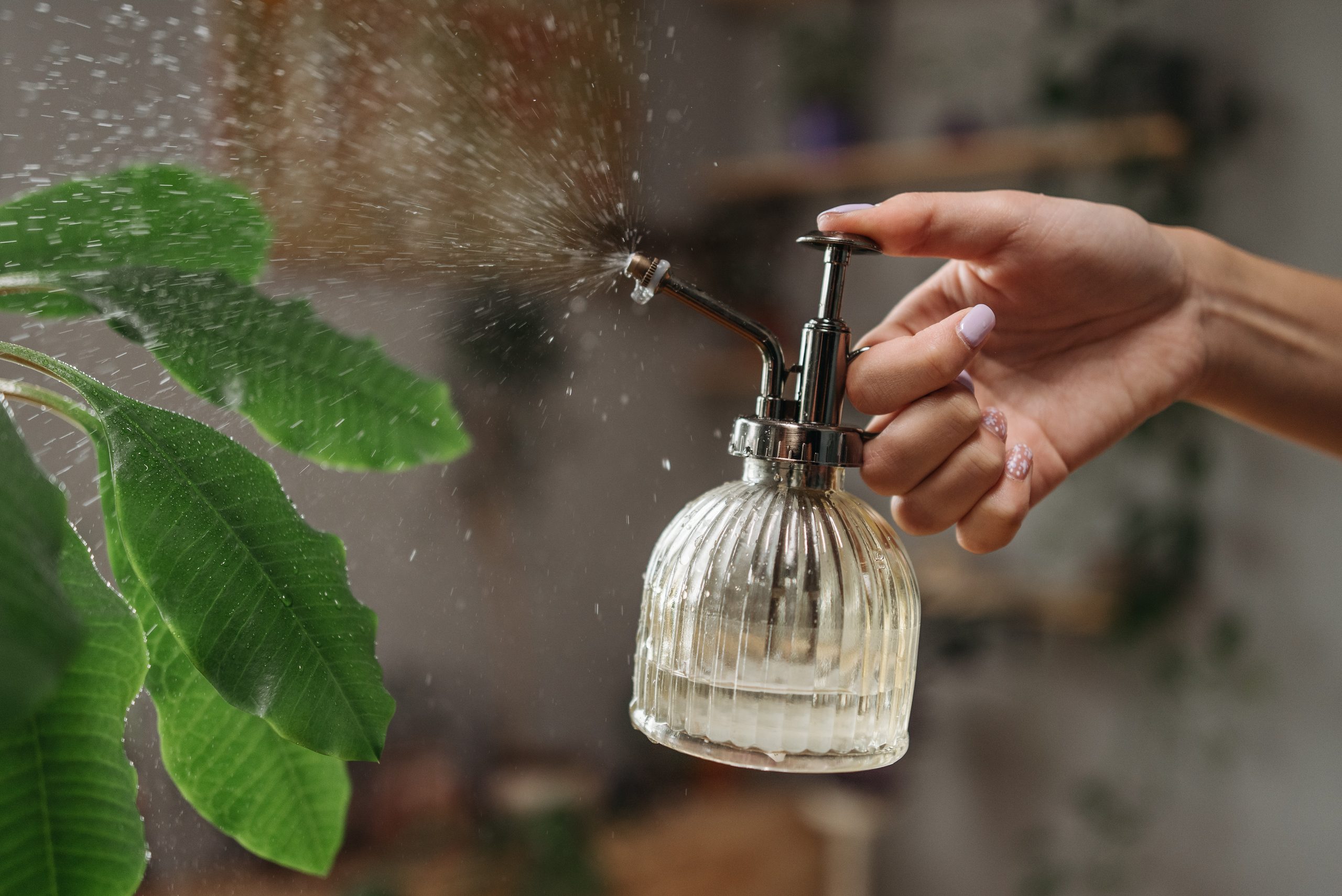 How to Get Rid of Gnats with Dawn Dish Soap and Create a Pest-Free Sanctuary - Kill gnats with dawn soap