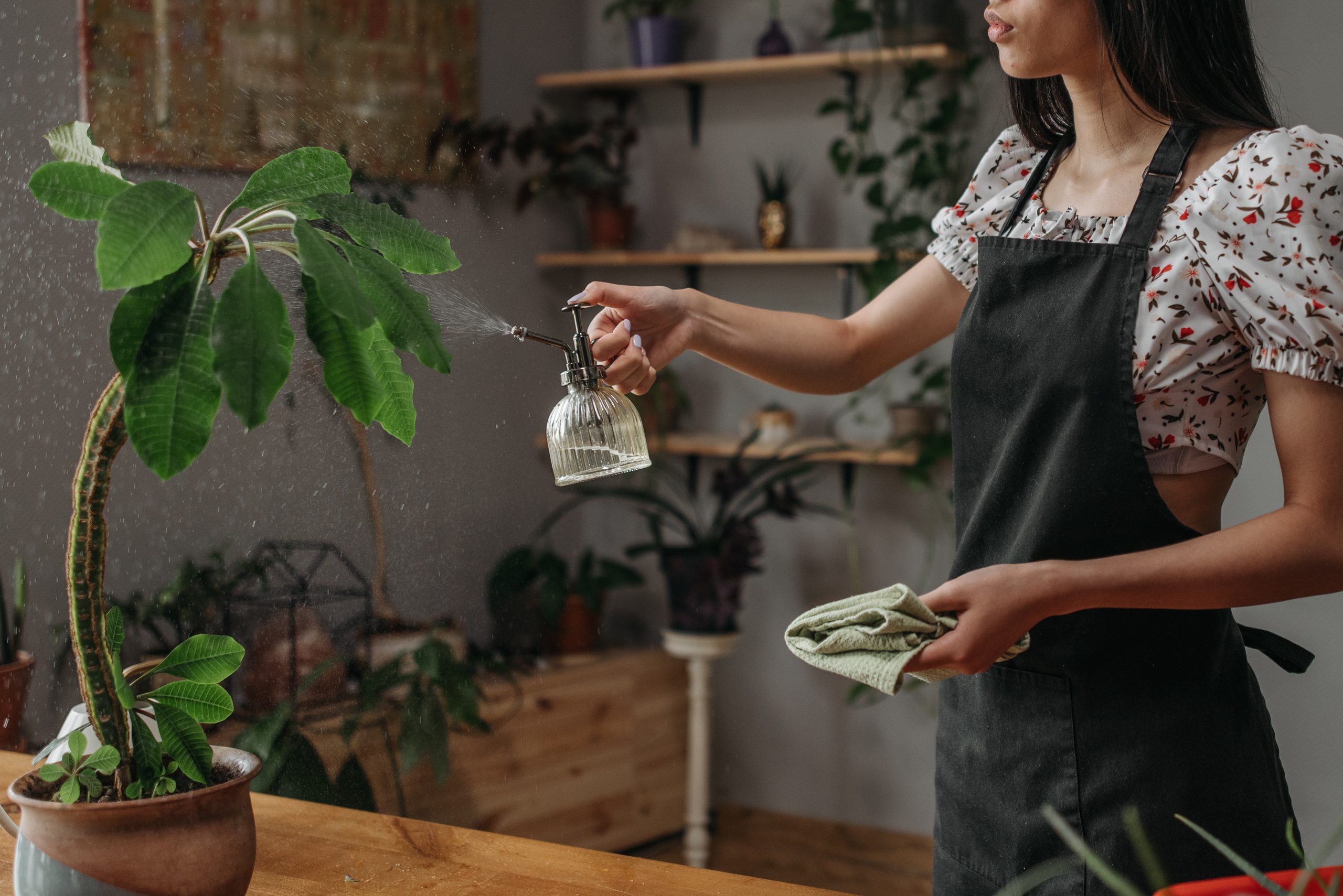 Natural Alternatives for Keeping Gnats at Bay and Your Home Fresh