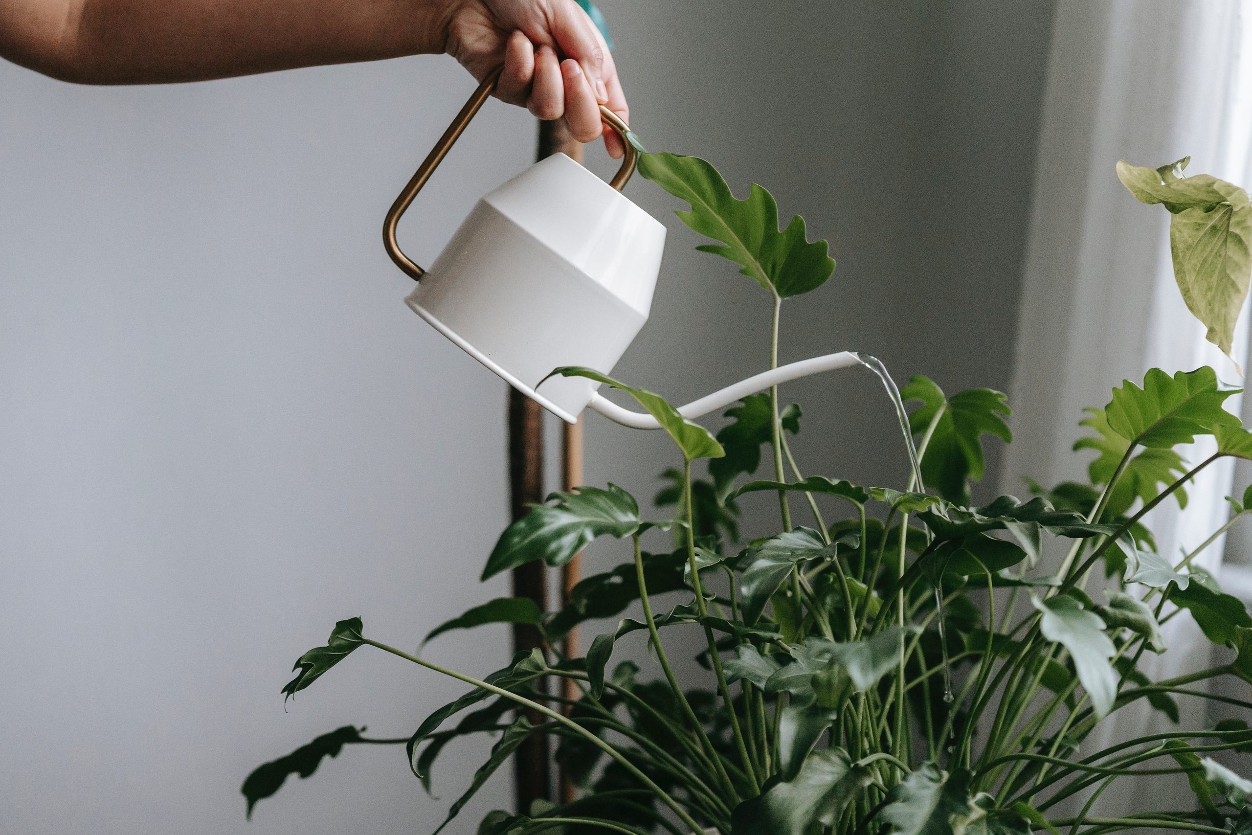 Protect Your Indoor Oasis: Gnat Prevention Tips for a Healthy Home