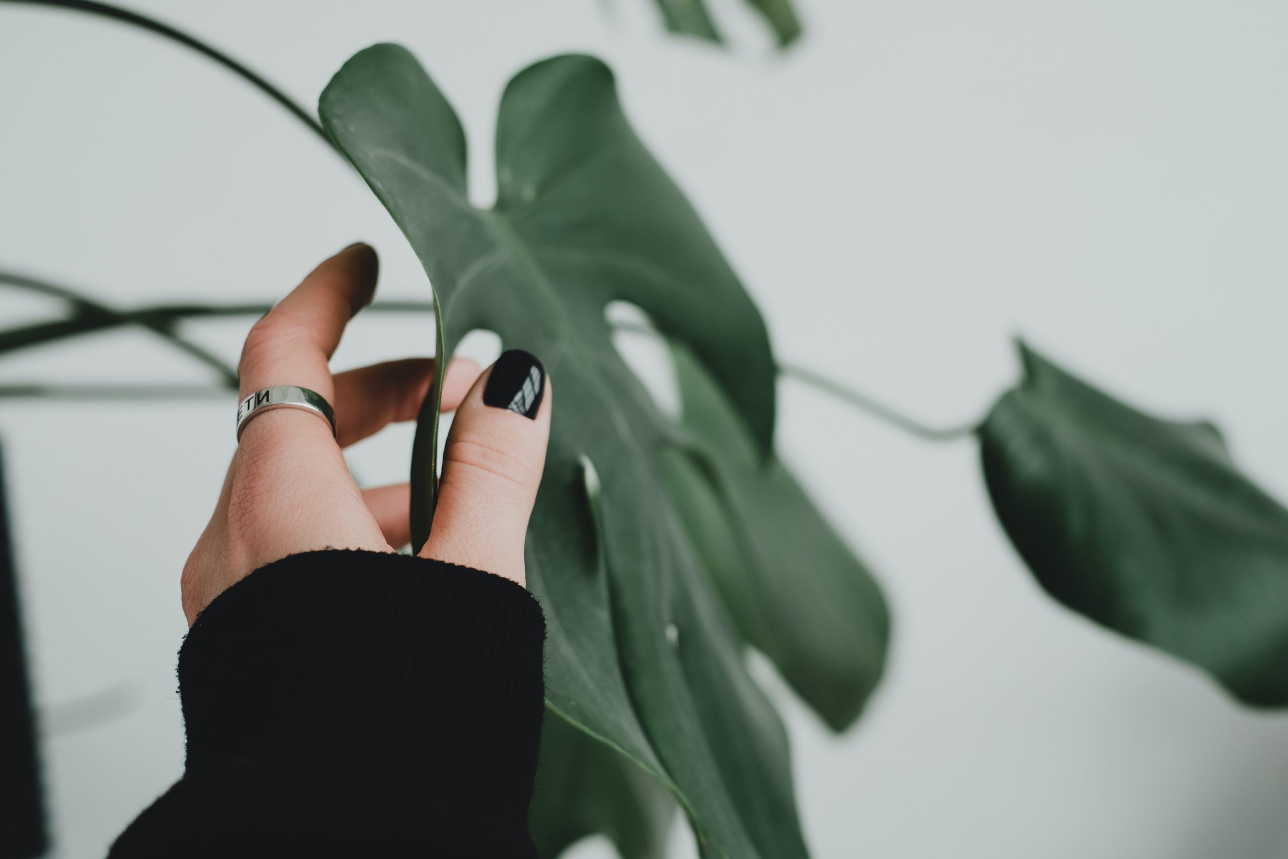 5 Easy Steps to Clean Monstera Leaves for a Healthier Plant