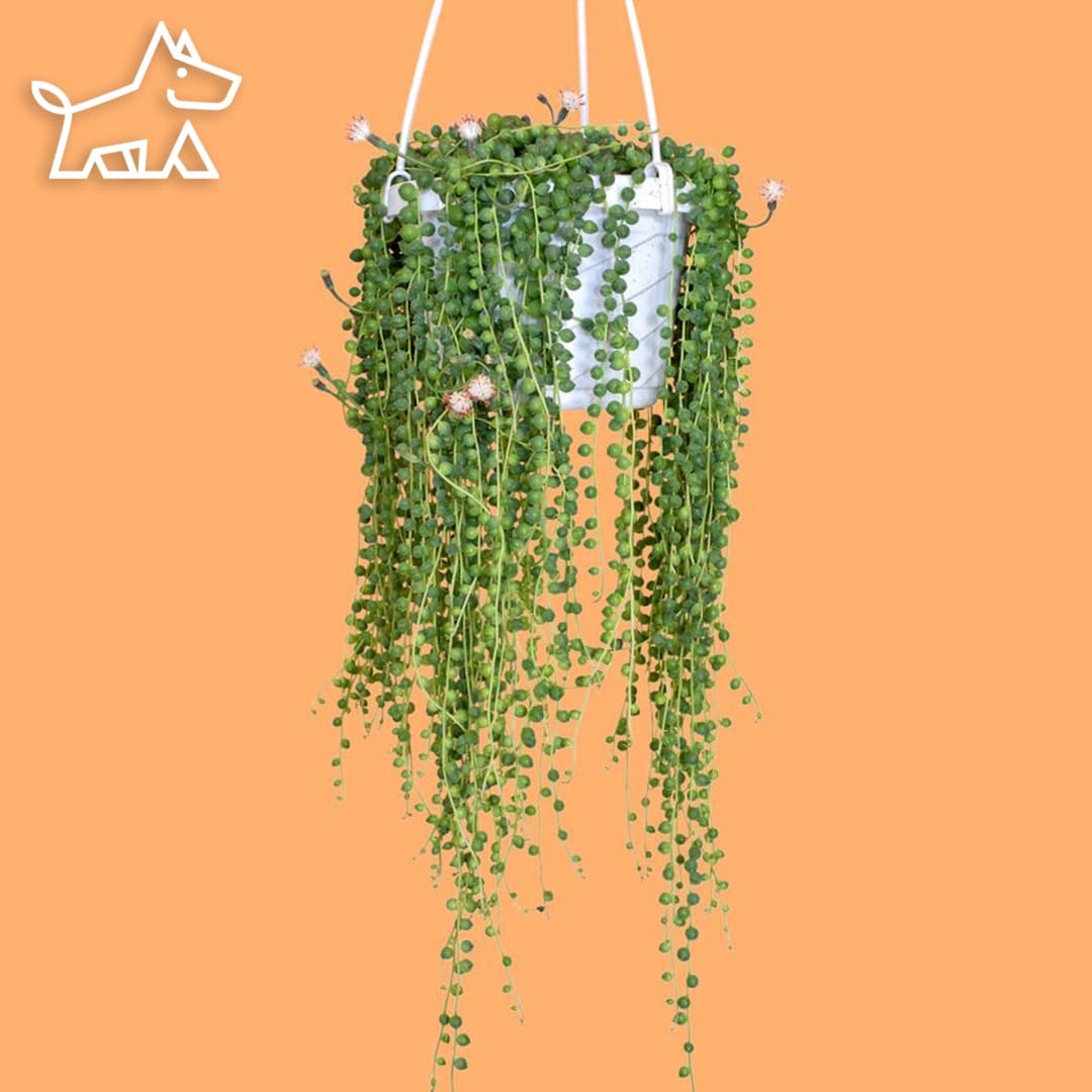 How to Repot String of Pearls: Repotting your Funky Succulent Vine