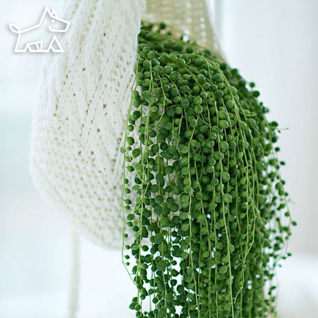 How to Make String of Pearls Fuller in 7 Easy Steps: Revitalize Your Interior Design