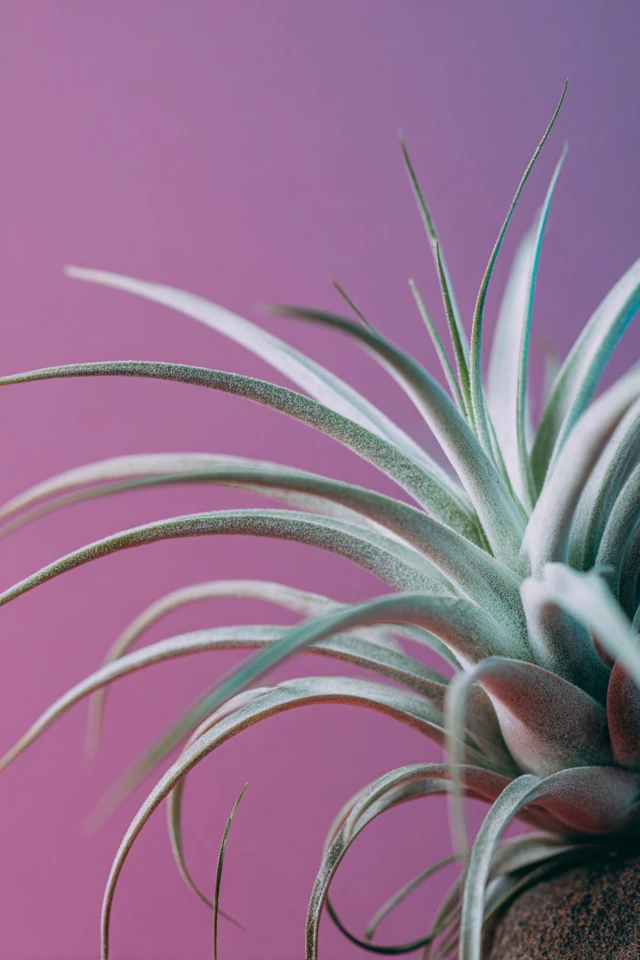Beautiful Air Plant Species Identification Ideas for a Stylish Home