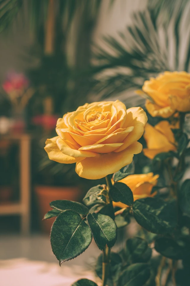 The Best What Color Compliments Yellow Trends to Try This Year