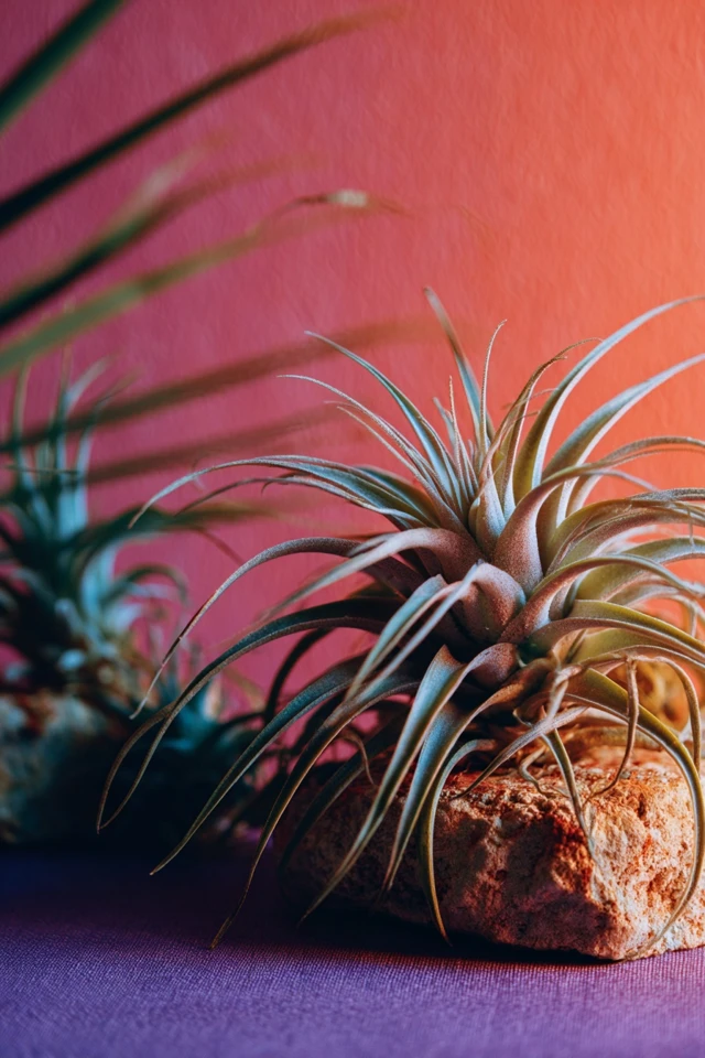 Beautiful Air Plant Species Identification Ideas for a Stylish Home - photo 3