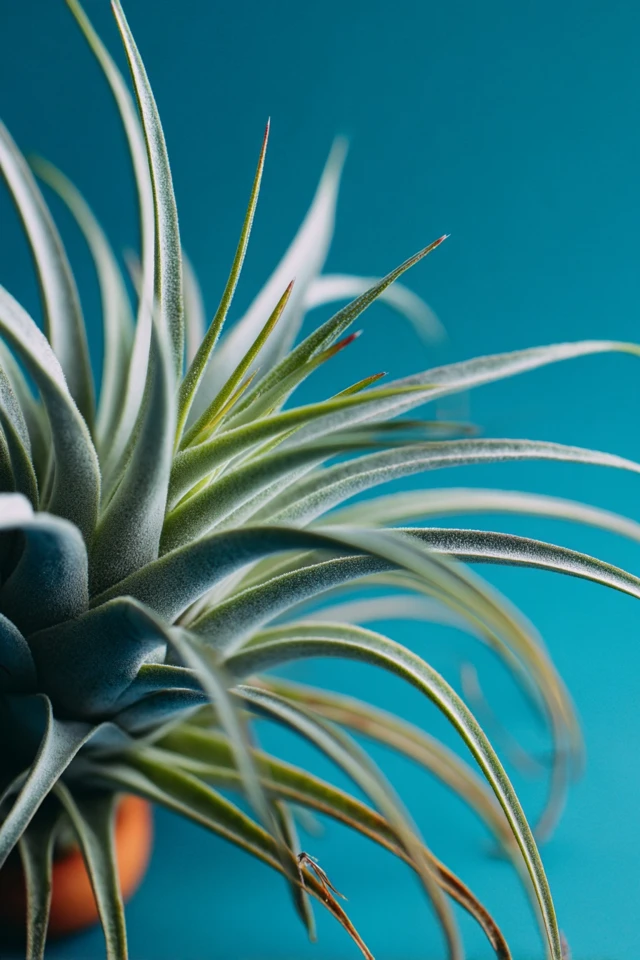 Close view of several air plant varieties showing different leaf shapes