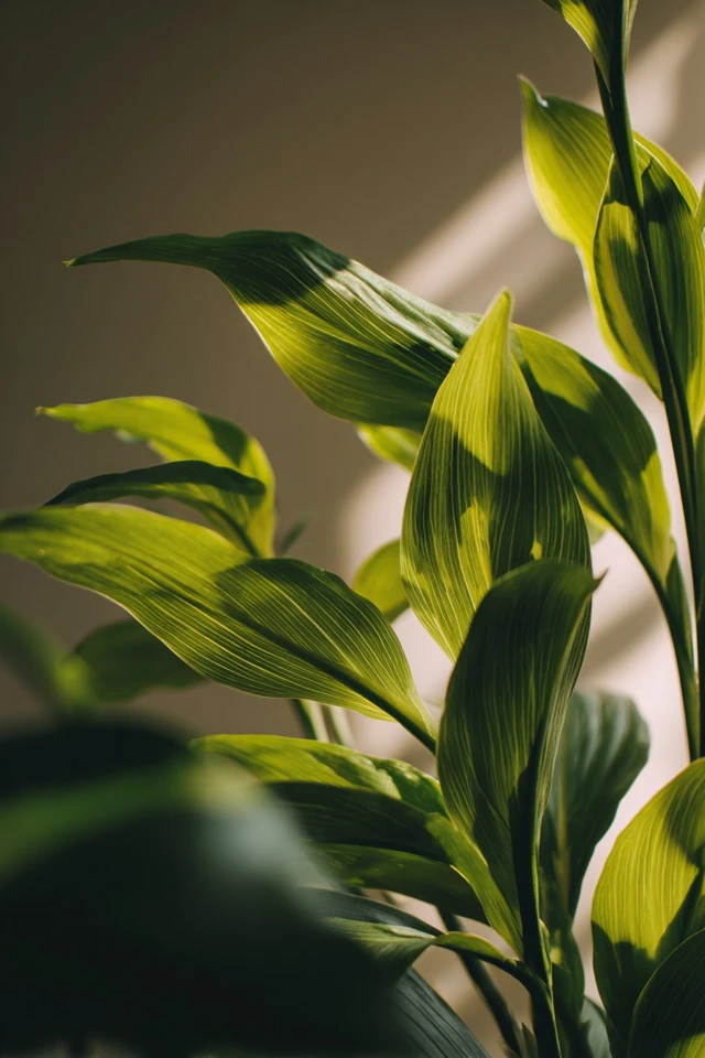 Elegant Plant Stand Decor Ideas You’ll Love - photo 3
