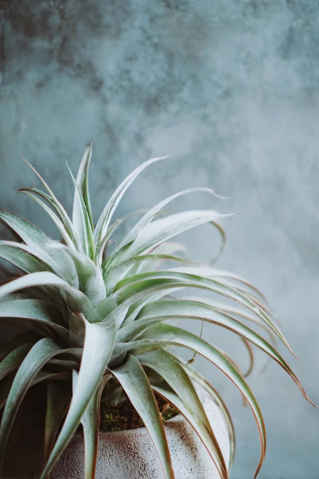 Simple Air Plant Types Ideas to Refresh Your Home - photo 4