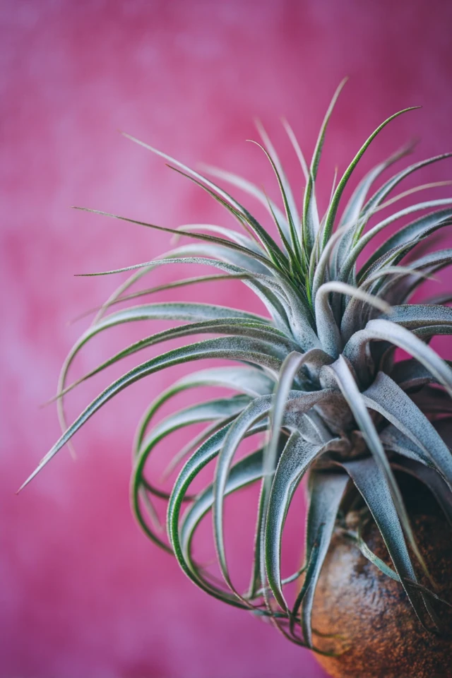 Collection of air plants styled together as a living home accent
